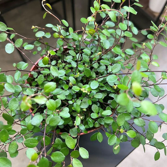 Μουχλεμπέχια Muehlenbeckia Complexa Maori