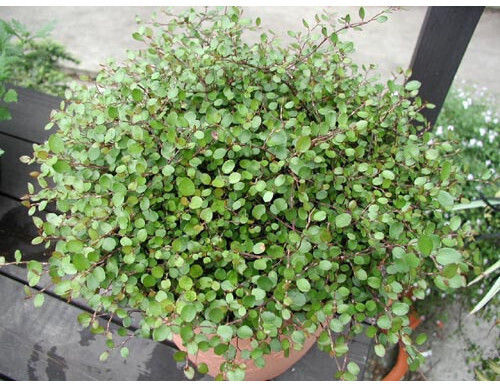 Μουχλεμπέχια Muehlenbeckia Complexa Maori