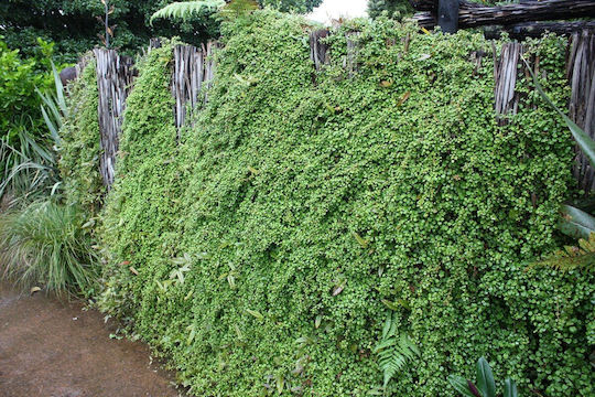 Μουχλεμπέχια Muehlenbeckia Complexa Maori