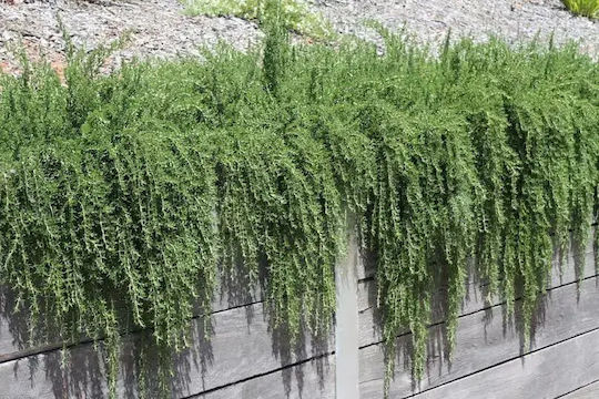 "δενδρολίβανο Έρπων" Rosmarinus Officinalis Prostratus