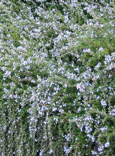 "δενδρολίβανο Έρπων" Rosmarinus Officinalis Prostratus