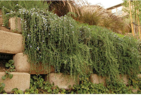 "δενδρολίβανο Έρπων" Rosmarinus Officinalis Prostratus