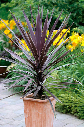 Кордилин Cordyline Australis Red Star