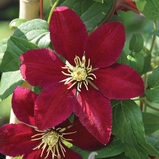 Clematis 'niobe' Clematis 'niobe'