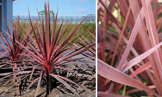 Κορδελίνι Cordyline Australis Red Star Κορδελίνι Cordyline Australis Red Star