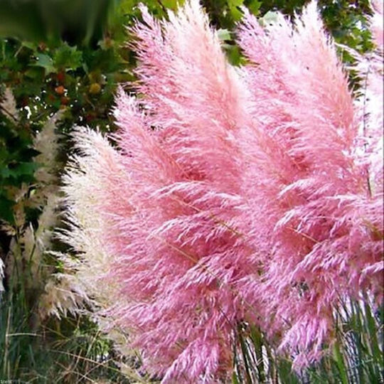 "γυνέριο – Πάμπας" Cortaderia Selloana Rosea Pampas