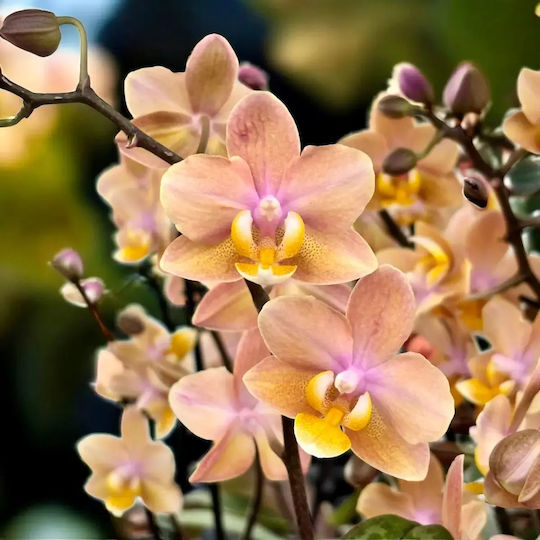 Phalaenopsis Mf Gelb Aromio Mineral 3 Stiele Aromatische Pflanzen Phalaenopsis Mf Gelb Aromio Mineral 3 Stiele Aromatische Pflanzen