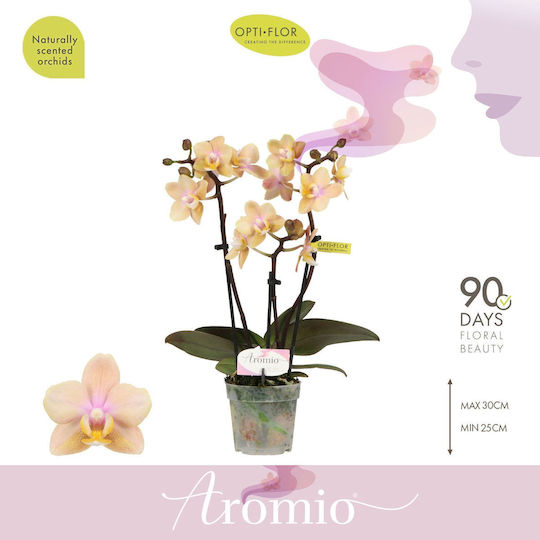Phalaenopsis Mf Yellow Aromio Mineral 3 Stems Αρωματικη