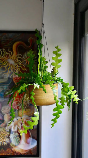 Παχύφυτο Fish Bone Cactus Εσωτερικού Χώρου Ύψους 15εκ. Παχύφυτο Fish Bone Cactus Εσωτερικού Χώρου Ύψους 15εκ.