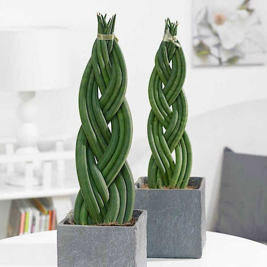 Sansevieria Sansevieria Cylindrica Twister