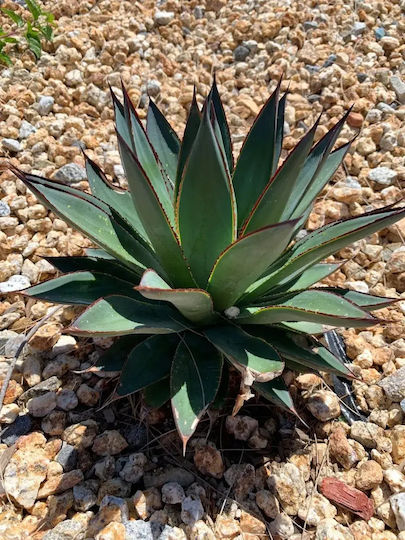 Etichetă Agave Shaka Zulu "blue Glow"