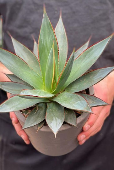 Etichetă Agave Shaka Zulu "blue Glow"