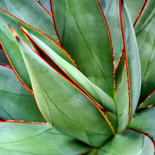 Etichetă Agave Shaka Zulu "blue Glow"