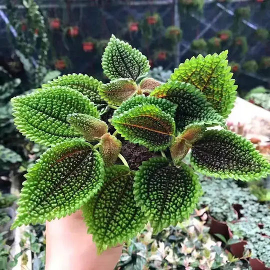 Πιλέα Pilea Moon Valley