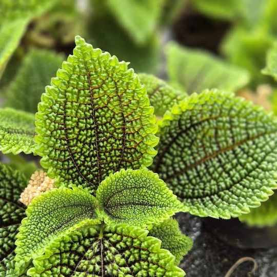 Πιλέα Pilea Moon Valley