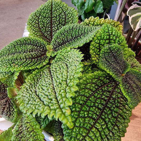 Πιλέα Pilea Moon Valley