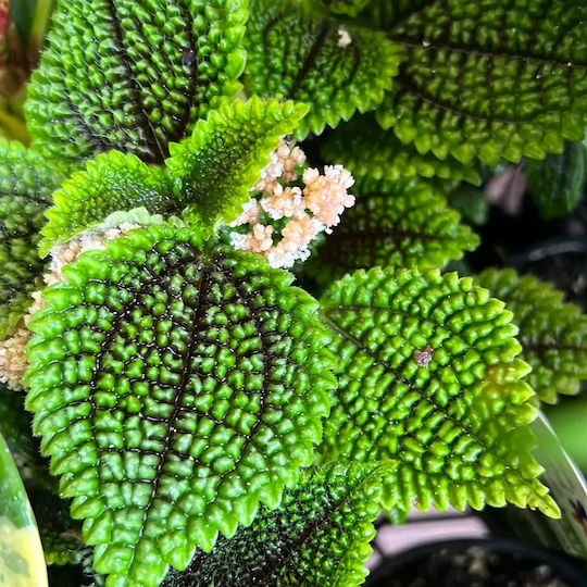 Πιλέα Pilea Moon Valley