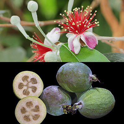 Feijoa Φειζόα Feijoa Φειζόα