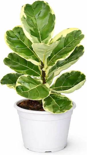 Ficus Lyrata Variegata