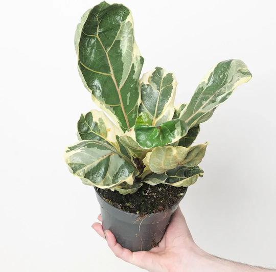 Ficus Lyrata Variegata