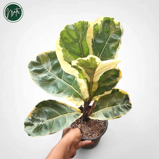 Ficus Lyrata Variegata