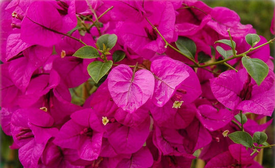Bougainvillea Dania Bamboo Piramidă Culoare Fucsia