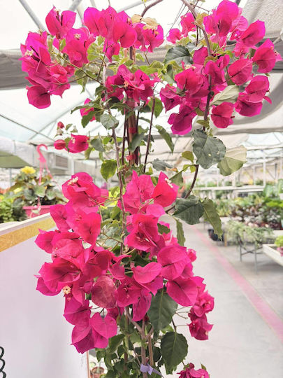 Bougainvillea Dania Bamboo Piramidă Culoare Fucsia