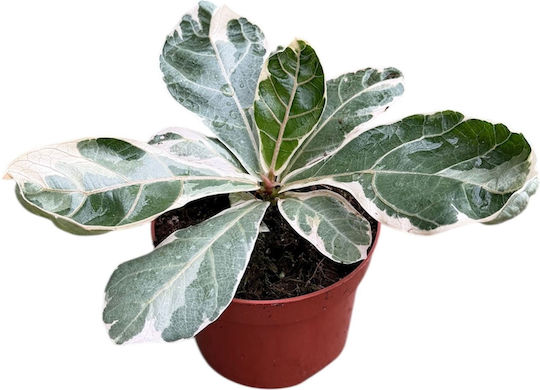 Ficus Lyrata Variegata