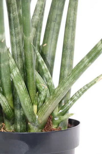 Sansevieria Sansevieria Cylindrica Handshake