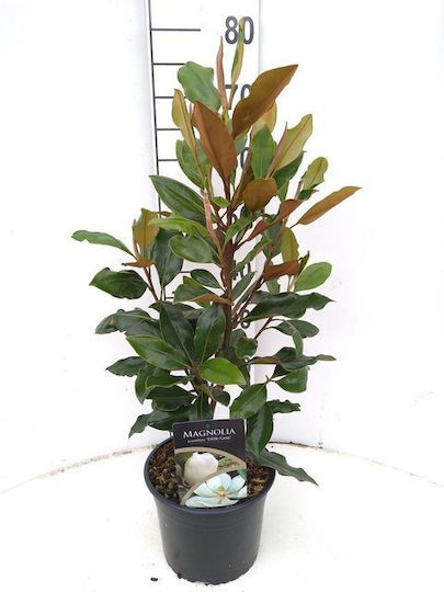 Magnolie Magnolia Grandiflora 'Little Gem' Aromatisch