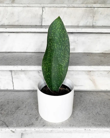 Σανσιβέρια Sansevieria Masoniana Whale Fin