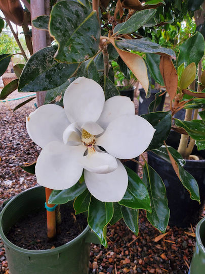 Magnolie Magnolia Grandiflora 'Little Gem' Aromatisch
