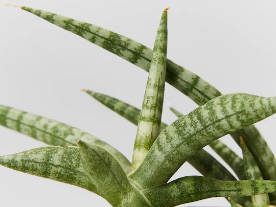 Sansevieria Sansevieria Cylindrica Handshake