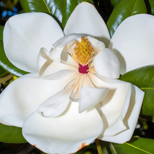 Magnolie Magnolia Grandiflora 'Little Gem' Aromatisch
