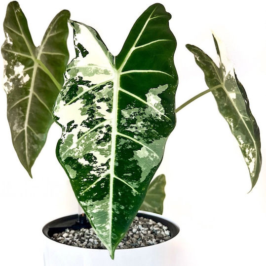 Alocasia Micholitziana Frydek Variegata