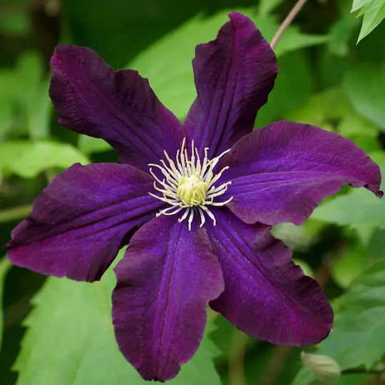 Κληματίδα Clematis Romantika