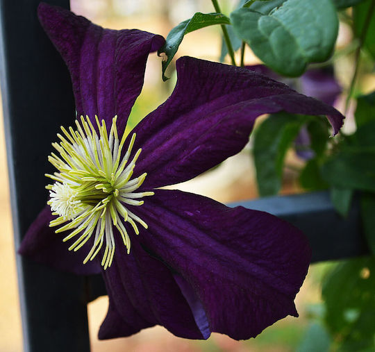 Κληματίδα Clematis Romantika