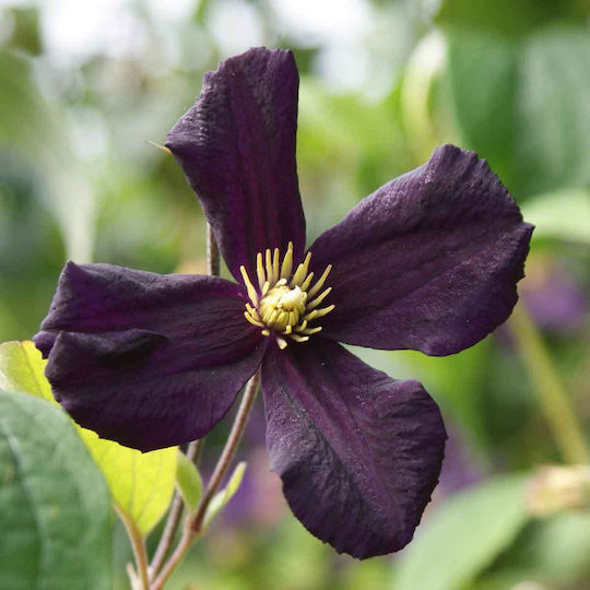 Κληματίδα Clematis Romantika