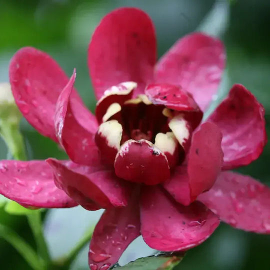 "Carolina Allspice" Calycanthus Fertilis Floridus Aromatic
