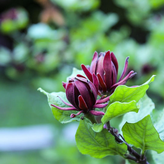 "Carolina Allspice" Calycanthus Fertilis Floridus Aromatic