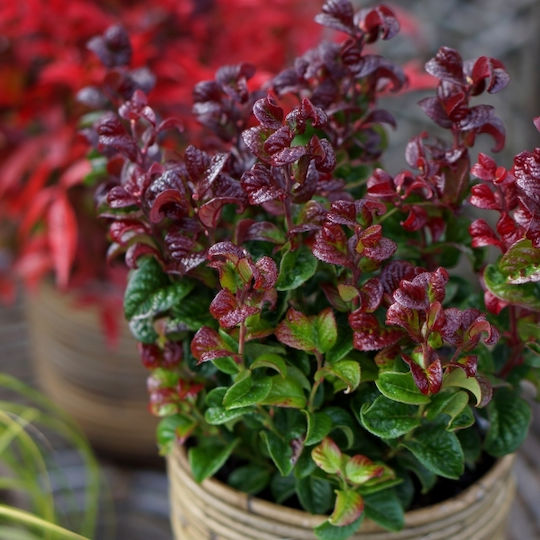 Λευκοθέα Leucothoe Axillaris Curly Crazy Pbr