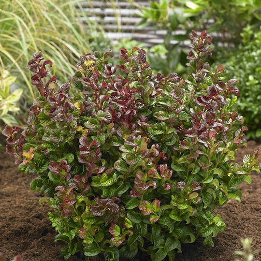 Λευκοθέα Leucothoe Axillaris Curly Crazy Pbr