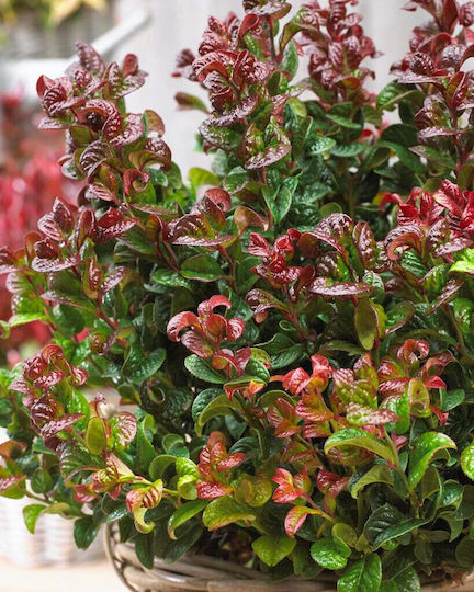 Λευκοθέα Leucothoe Axillaris Curly Crazy Pbr