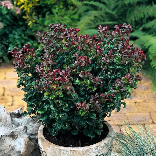 Λευκοθέα Leucothoe Axillaris Curly Crazy Pbr