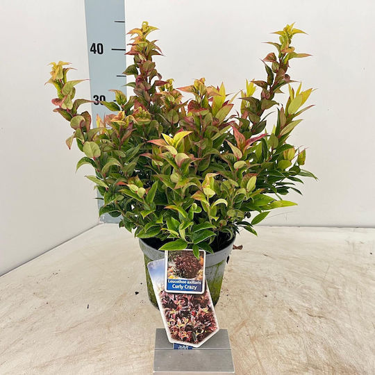 Leucothoe Axillaris Curly Crazy PBR Leucothoe Axillaris Curly Crazy PBR