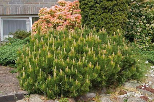 "πεύκο Νάνο" Pinus Mugo Mughus
