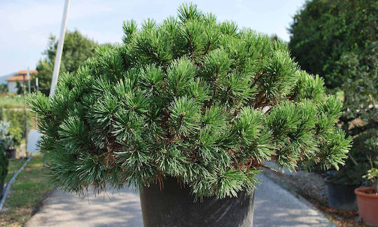 "πεύκο Νάνο" Pinus Mugo Mughus