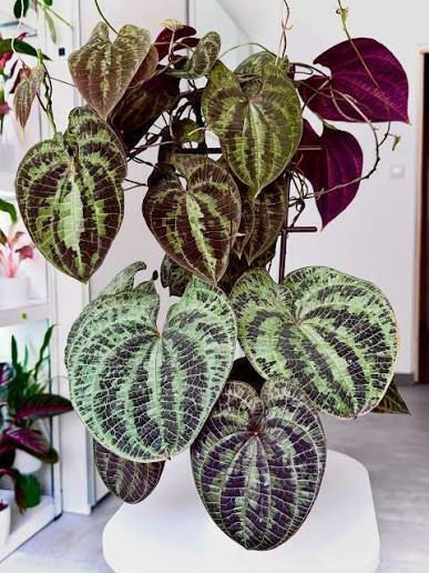 Διοσκουρέα Dioscorea Discolor