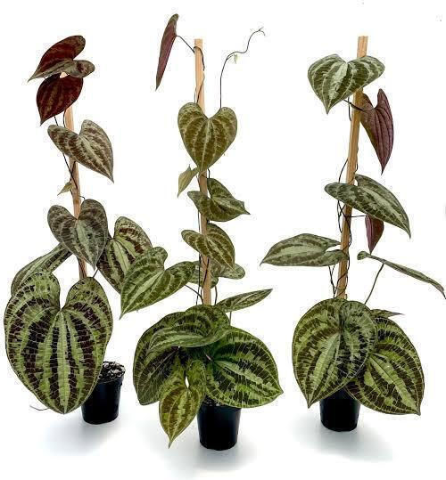 Διοσκουρέα Dioscorea Discolor