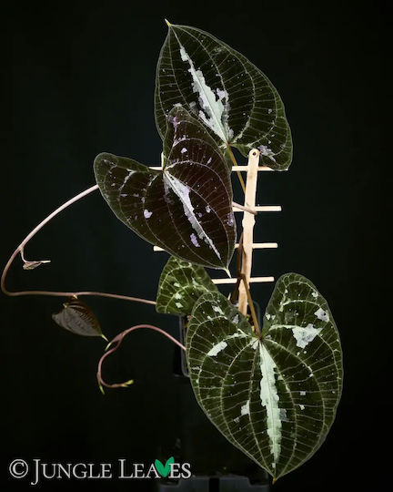 Διοσκουρέα Dioscorea Discolor
